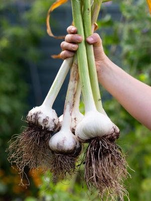 A.Vogel Herbamare Herb Sea Salt 125g